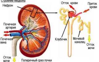 Гломерулонефрит цистит пиелонефрит нефротический синдром