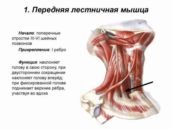 Упражнения для лечения синдрома лестничной мышцы