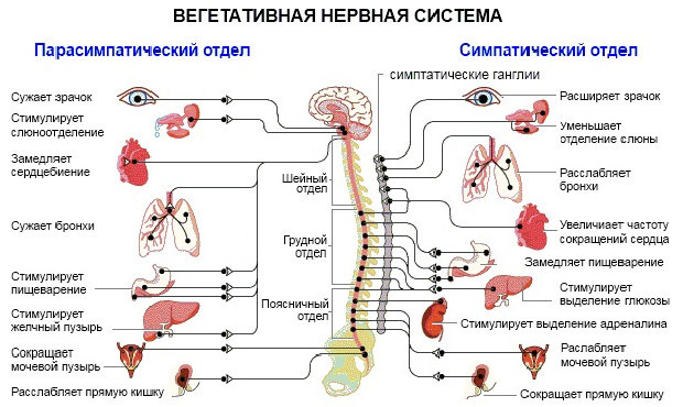 Синдром вегетативных дисфункций по симпатикотоническому типу